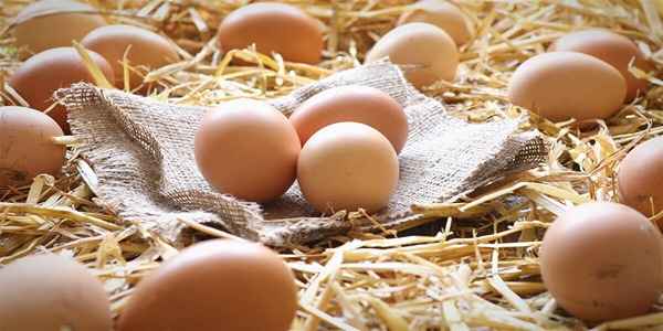 تصویر 4 از خرید تخم مرغ ارگانیک + قیمت فروش استثنایی